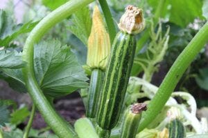 Come coltivare zucchine