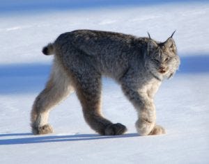 Love for the Lynx - Yukon Wildlife Preserve