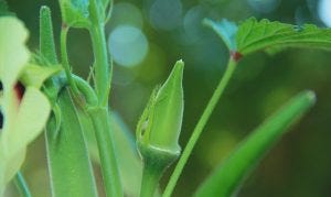 Learning About Okra Plant: Care, How to Plant, Health Benefits