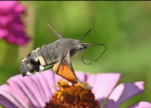 Nature’s Oddities: The Hummingbird Moth