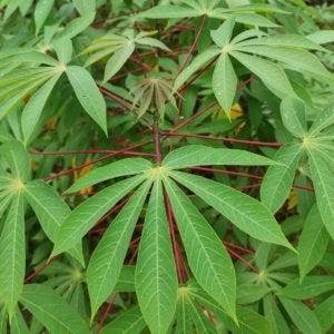 Cassava Leaves And It’s Health Benefits