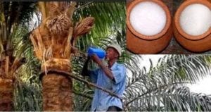 How To Start Palm Wine Business
