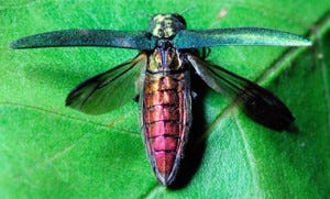 Moorestown finds the emerald ash borer in local ash trees