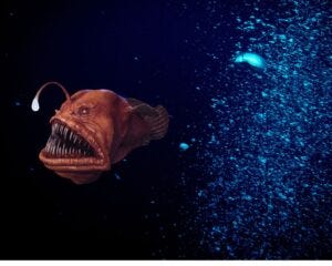 Blobfish - Deepsea Oddities 