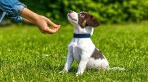 Yavru Köpek Eğitimi: Tuvalet ve Temel Komutları Nasıl Öğretebilirsiniz?