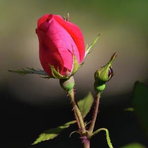 Mary Shelly& Lord Byron (Byshee) secret love affair | by Richard Piesse