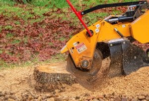 How much does stump grinding cost in Nottingham?