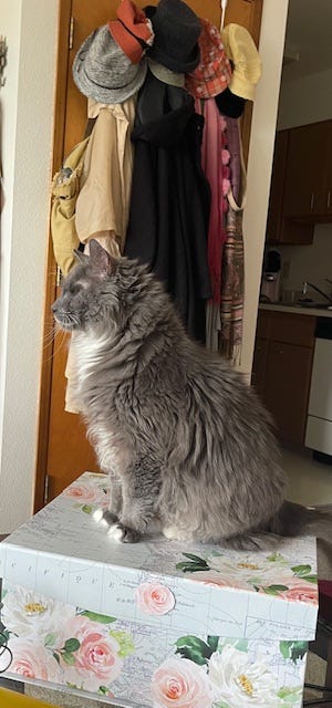 Smoky, King of the Coffee Table