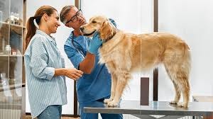 vet Fredericksburg TX