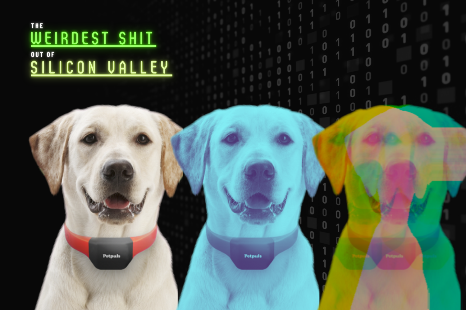 The Weirdest Shit Out of Silicon Valley next to 3 collared dogs, one normal, one blue, and one of overlapping neon colors.