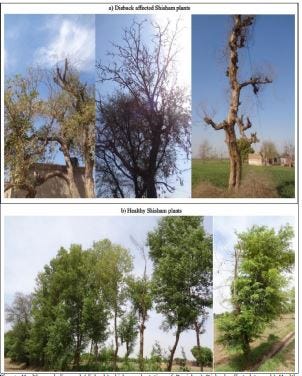 Assessment of population genetics of shisham (Dalbergia sissoo) based on genetic structure and…