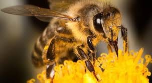 Abejas