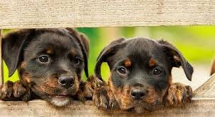Köpeklerde Gençlik Hastalığı Nedir? Tedavisi Var Mı? Bizim Köpeğimiz Bu Hastalığı Nasıl Atlattı?