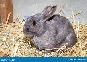 Traveling With Your Rabbit: What You Need To Know | by Positvely Pets ...