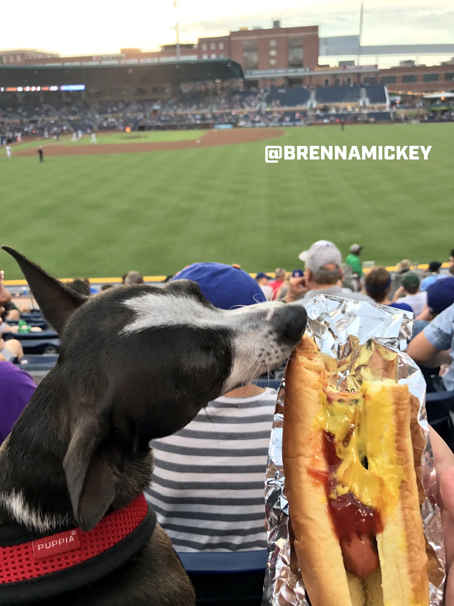 Tampa Bay Rays - Here are some baseball doggos to make you