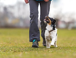 Top 10 Dog Obedience Commands to Master