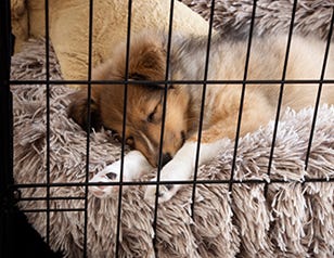 Crate Training Made Easy: Happy Puppy Tips
