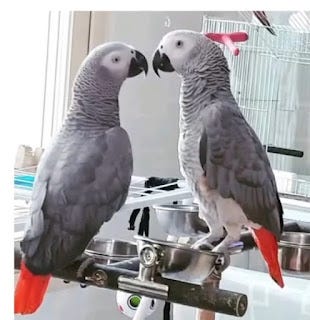 African Grey Parrot For Sale