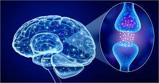Brain chemistry