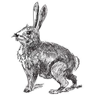 TryHackMe — Year Of The Rabbit — WRITE-UP