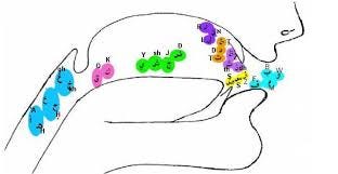 Illustration how different parts of throat are used while pronouncing Arabic Alphabets