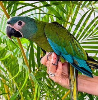 Shop Cheap Exotic Birds Online