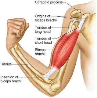 Biceps Brachii- Muscle who has two heads ! - #stayfitwithanand - Medium