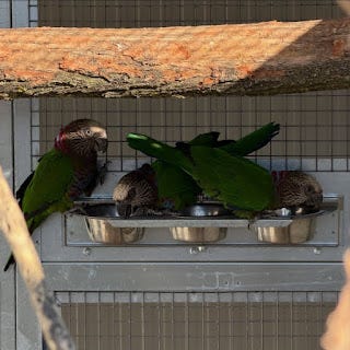 Smart Choice Exotic Birds For Sale
