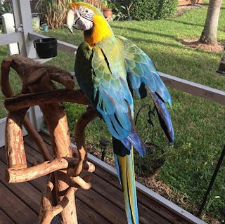 Buy Lovely Exotic Parrots Online In Florida