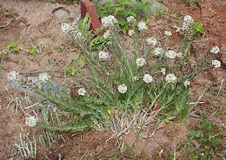 Smith’s Pepperwort