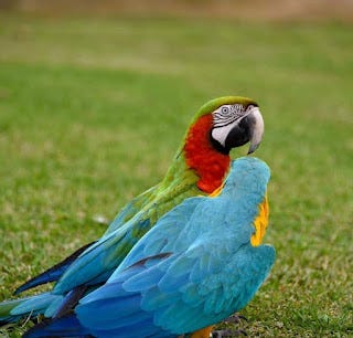 Parrots For Sale Near Me
