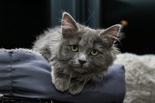 ACCUEILLIR UN CHATON 🐱 🏠 Combien de temps lui faut-il pour s’adapter?