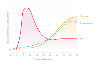 The Surprising Ways Pregnancy Hormones Affect Your Health and Wellbeing ...