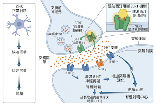 必利勁30mg作用原理是什麼？為什麼它是現代男性奪回「控場權」的科學分水嶺？