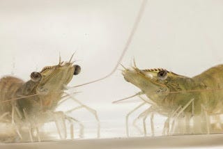 Boost Shrimp Resilience Against EHP with Armis