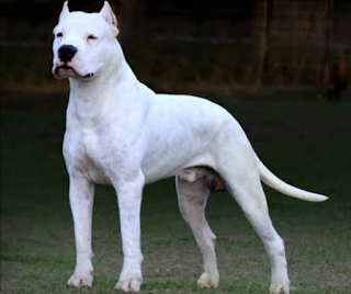 Is Dogo Argentino A Good Family Dog? How Powerful Dog Argentino is
