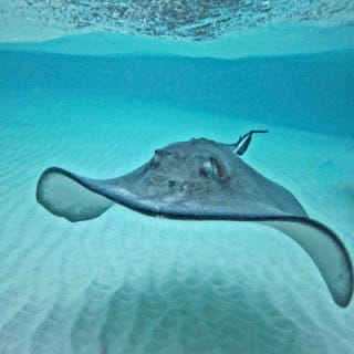 Stingray City Tours Grand Cayman. These are the most amazing stingray ...