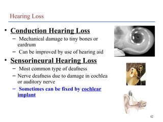Conductive Hearing Loss AP Psychology Definition: Causes & Treatments