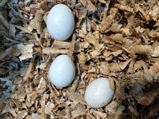 Fertile Parrot Eggs For Sale Online