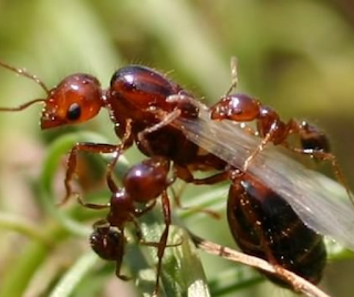 The Only Male Ants. The drones are the only male ants in a… | by Debyns |  Medium