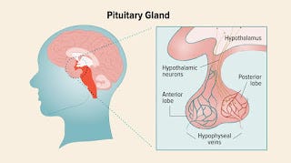 Pituitary gland | the human body | consult healthy reminder