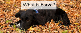 CANINE PARVO VIRUS