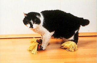 Cat mop
