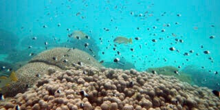 L’ONU vota la creazione di aree protette per il 30% degli Oceani