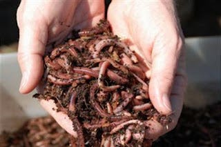 top worms, top worms Suppliers and Manufacturers at