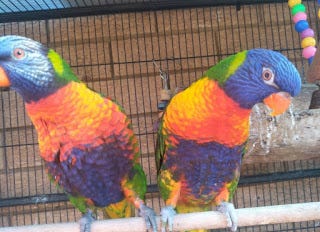 Rainbow Lorikeet Parrots For Sale