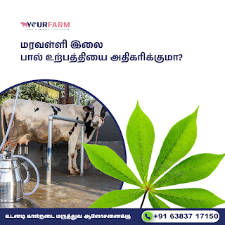 செலவே இல்லாம உங்க மாட்டோட பால் உற்பத்தியை அதிகரிக்க இது போதும்