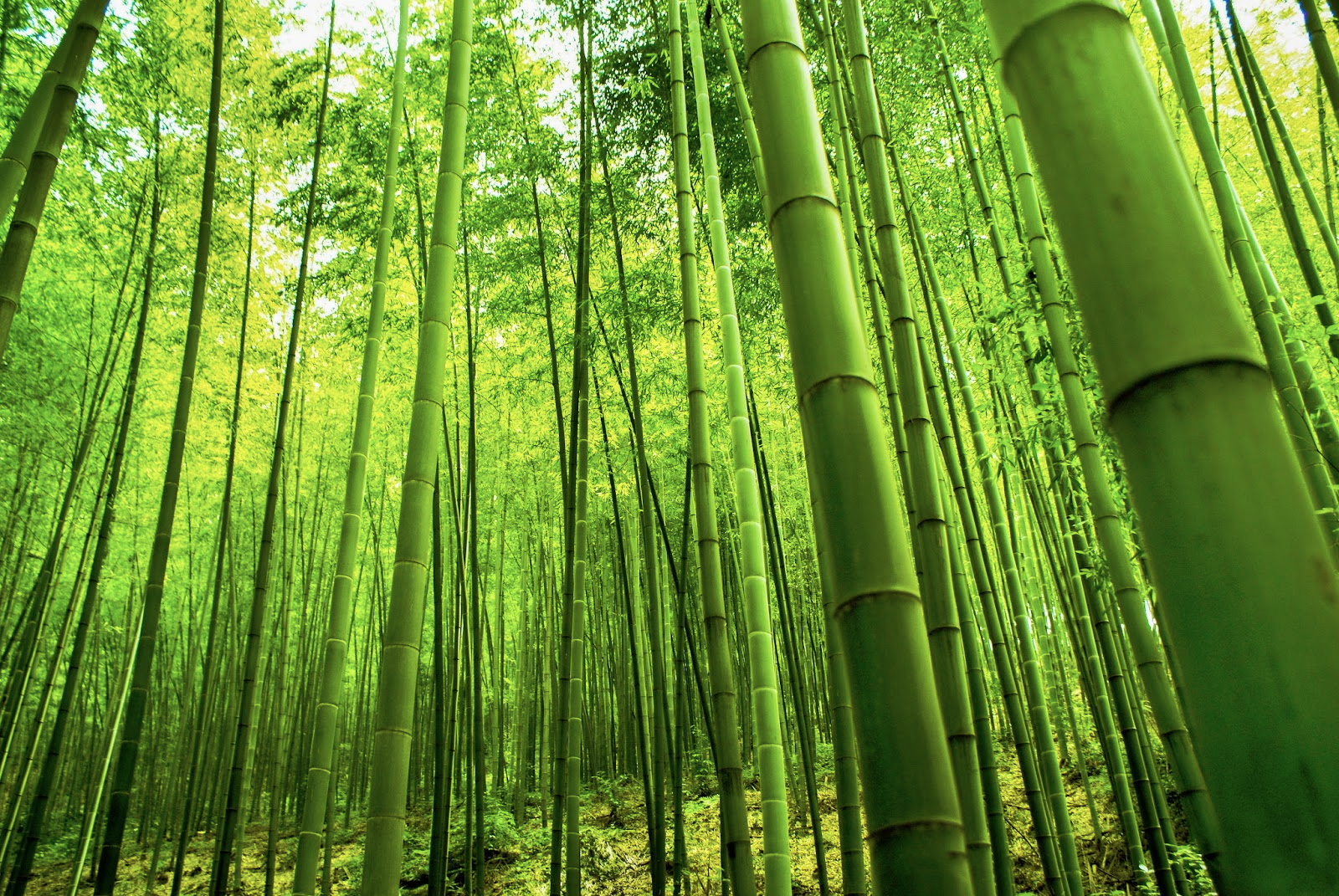 Be Like Bamboo in a Storm. Bamboo is truly an extraordinary plant., by  Diego Schmunis