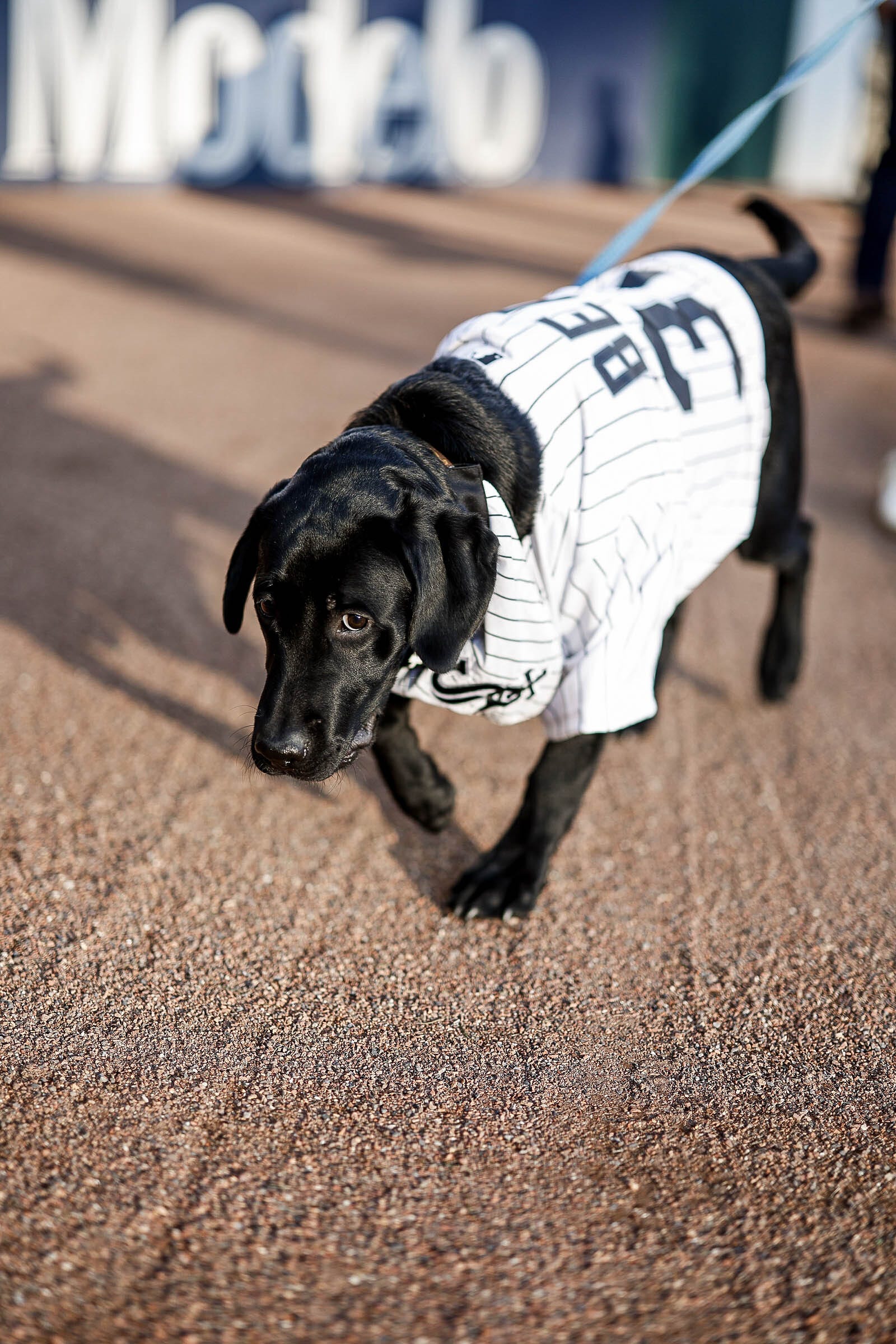 dog white sox jersey