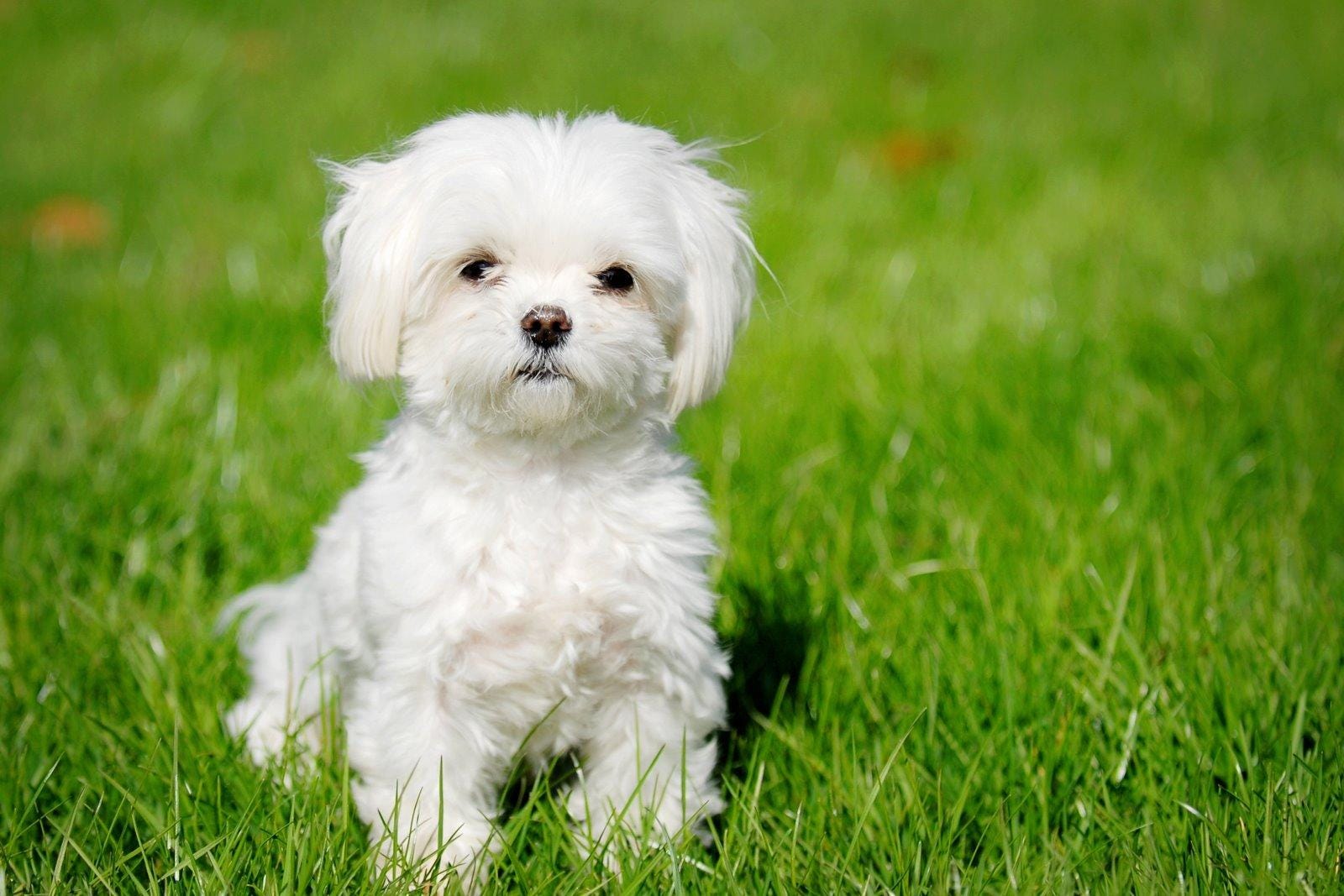 Las 20 razas de perros pequeños más populares | by dizzy pet | Medium